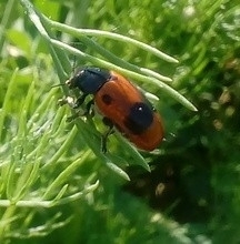 Clytra