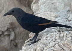 Onychognathus tristramii
