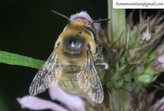 Anthophora borealis