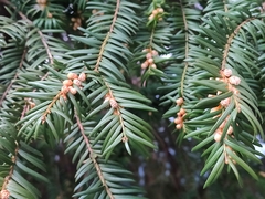 Taxus baccata