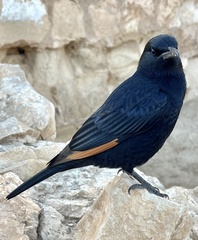 Onychognathus tristramii