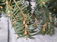 Taxus baccata