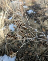 Argemone polyanthemos