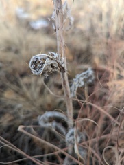 Argemone polyanthemos