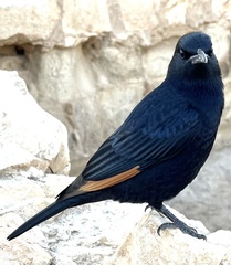 Onychognathus tristramii