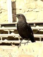 Onychognathus tristramii