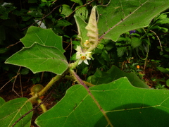 Solanum lasiocarpum