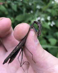 Statilia maculata maculata