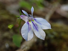 Lobelia cuneifolia