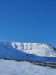 Lagopus muta hyperborea