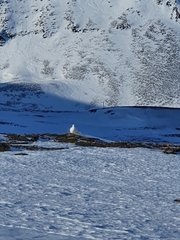 Lagopus muta hyperborea