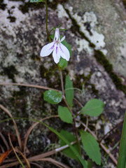 Lobelia cuneifolia