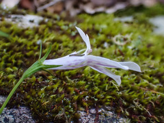 Lobelia cuneifolia