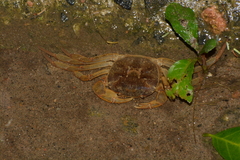 Trichodactylus