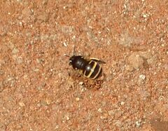 Amegilla quadrifasciata maderae