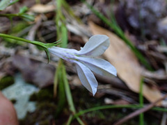 Lobelia cuneifolia