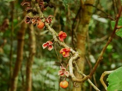 Lepiderema sericolignis