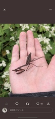 Statilia maculata maculata