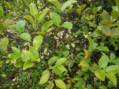 Memecylon umbellatum