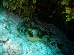 Urobatis jamaicensis