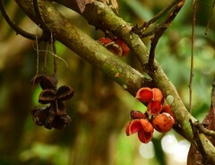 Lepiderema sericolignis