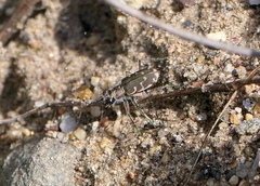 Cicindela repanda repanda