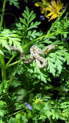 Boiga siamensis