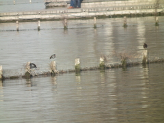 Gallinula chloropus