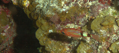 Apogon robinsi