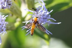 Belotus bicolor