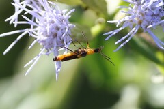 Belotus bicolor