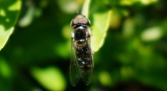 Austroscaeva melanostoma