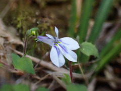 Lobelia cuneifolia