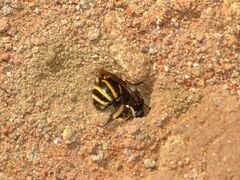 Amegilla quadrifasciata maderae