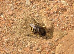Amegilla quadrifasciata maderae