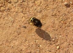 Amegilla quadrifasciata maderae
