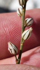 Eriospermum cordiforme