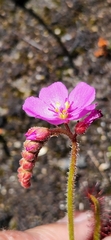 Drosera capensis