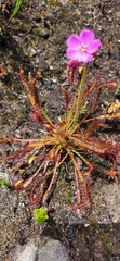 Drosera capensis