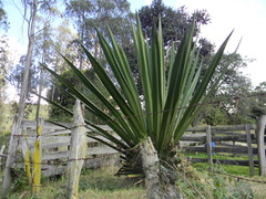Furcraea cabuya