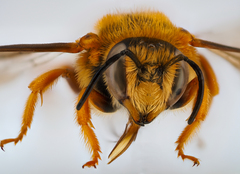 Rhodanthidium septemdentatum