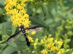 Pelecinobaccha costata