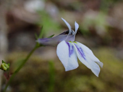 Lobelia cuneifolia