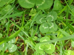 Trifolium repens