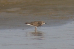 Calidris