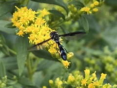 Pelecinobaccha costata