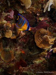 Holacanthus ciliaris