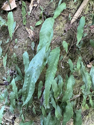 Selliguea yakushimensis iNat (3)
