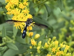 Pelecinobaccha costata