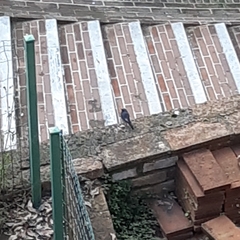 Phoenicurus ochruros